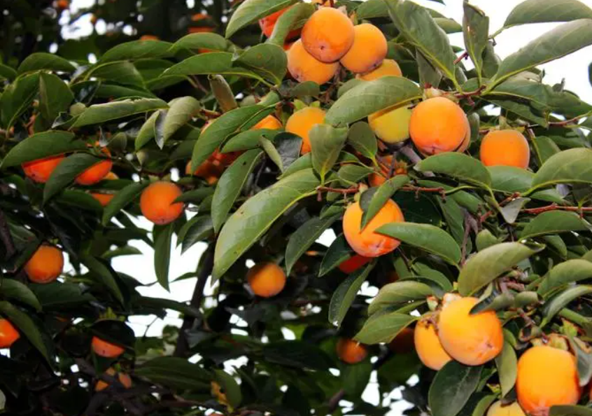 柿子树矮化种植技术