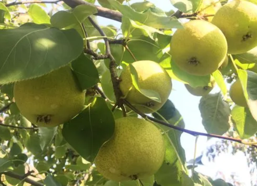 梨树和松树可以一起种吗