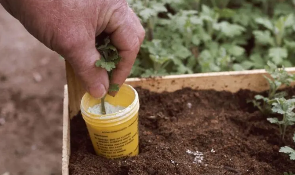 可以用生根粉泡水浇花吗