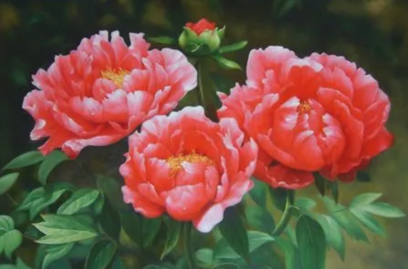 油画花怎么养爆盆