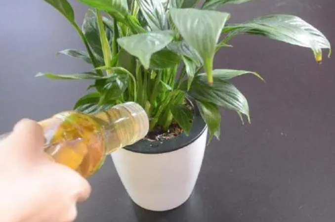 橘子水浇花注意事项