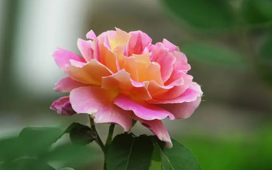 莲花月季的养护方法