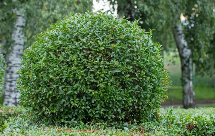 冬青树一年修剪几次