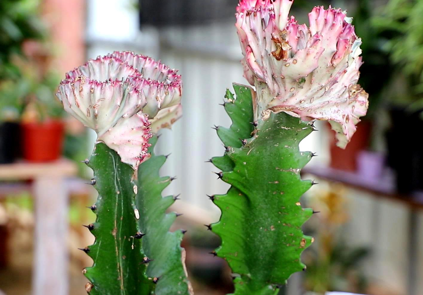 龙骨花扦插最简单方法