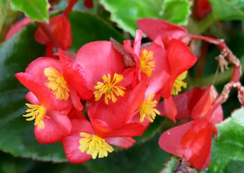 四季海棠花剪枝可以直接种吗