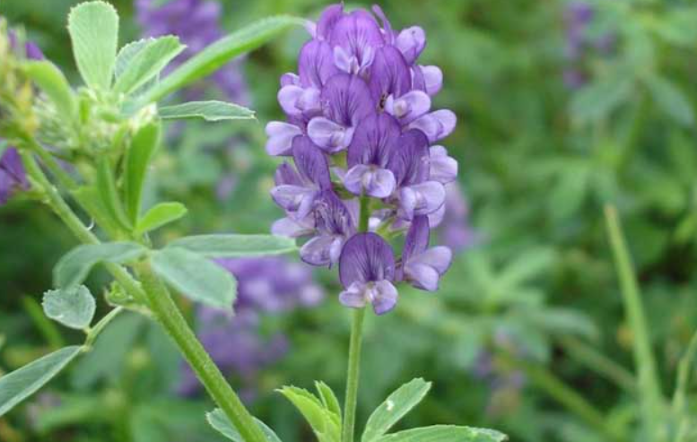 室内紫花苜蓿种植怎么种