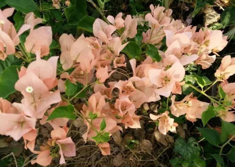 蝶类三角梅哪个勤花