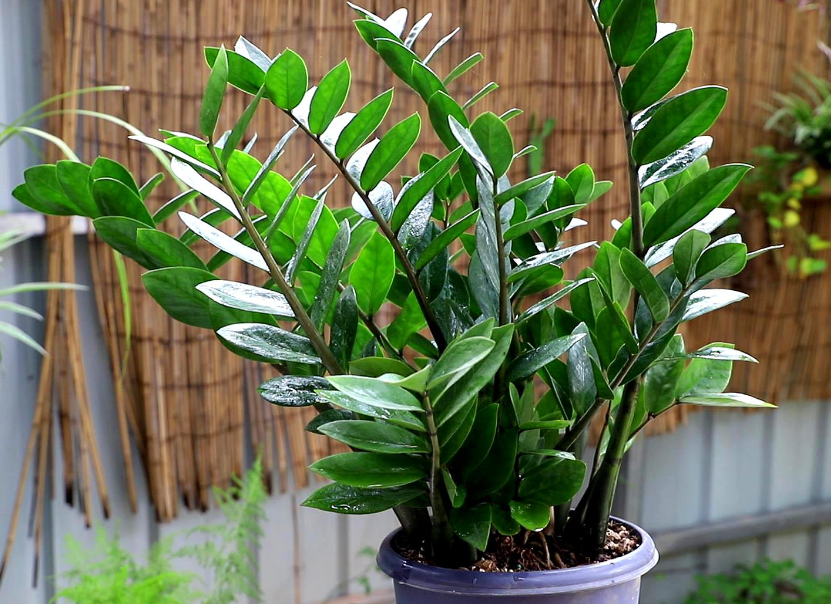 金钱树可以施羊粪吗