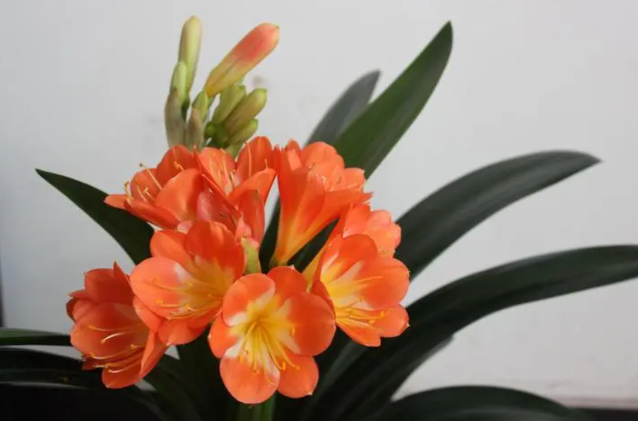 怎么让君子兰快速开花