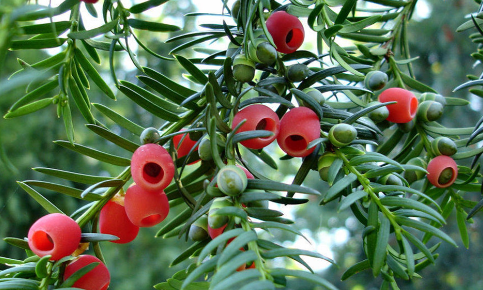 红豆杉树公母怎么分