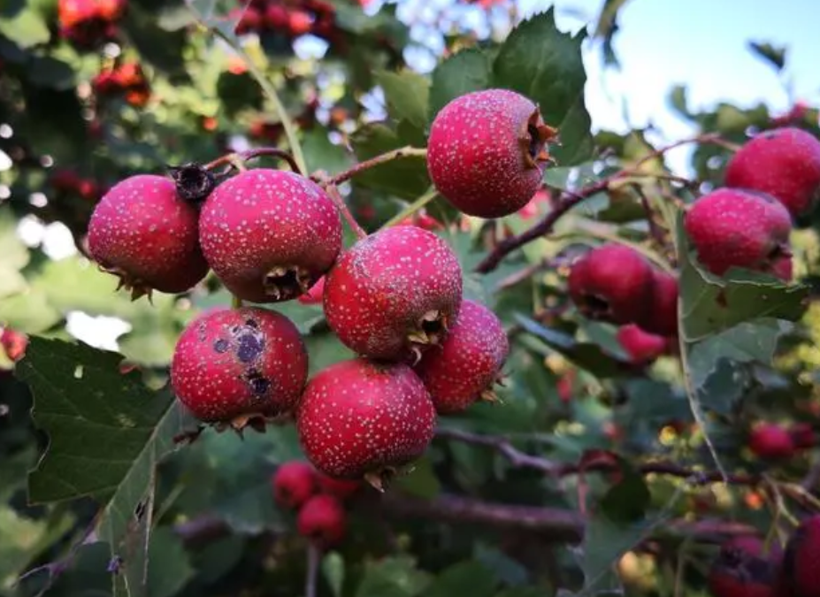 一年的山楂树怎样修剪