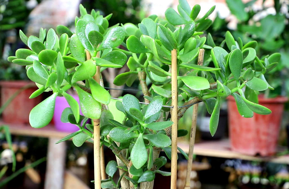 玉树水培怎么生根