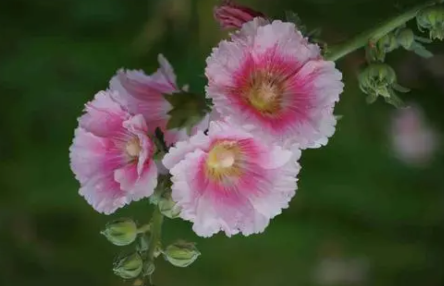 蜀葵花种子播种前要泡