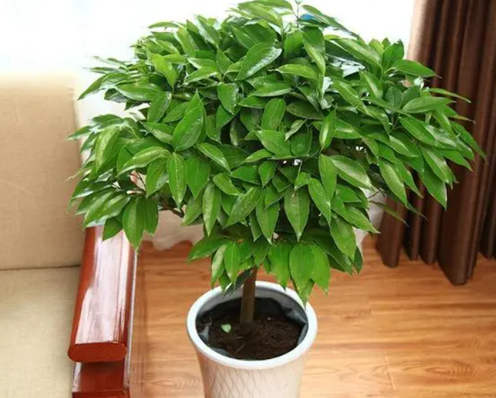 平安树扦插多长时间生根