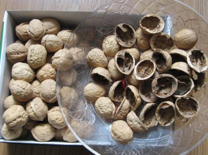 干核桃壳种兰花需要怎么处理