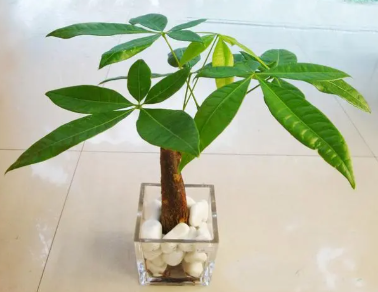 发财树喜光还是不喜光