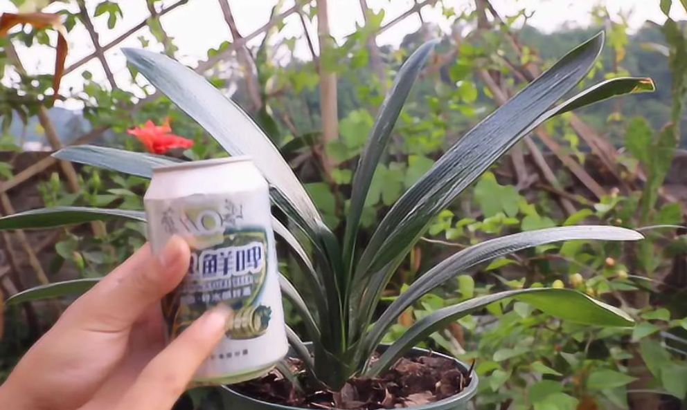 啤酒浇花适合哪些植物