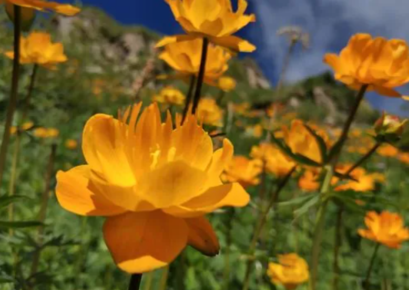秋冬季节适合种什么花种子