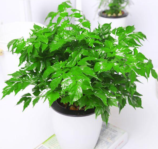 幸福树浇水的正确方法