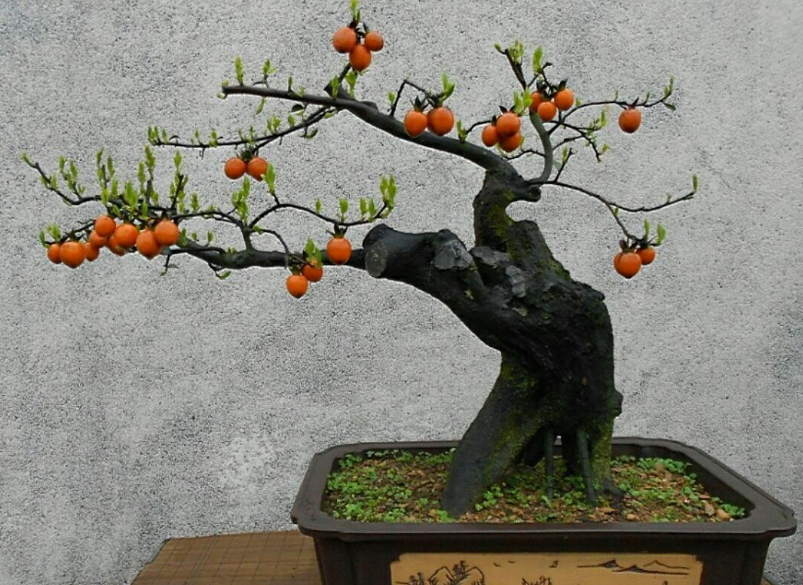 金弹子七月开花还能结果吗