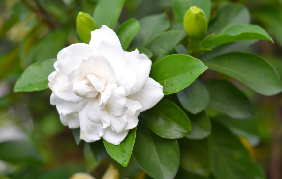 移栽栀子花最好的季节