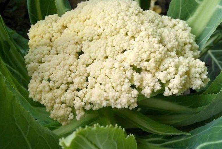 有机花菜的露天种植技术