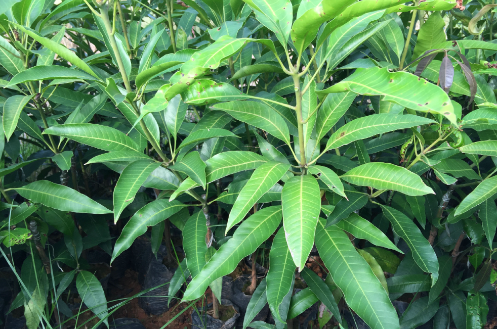 芒果树苗什么时候种植比较好