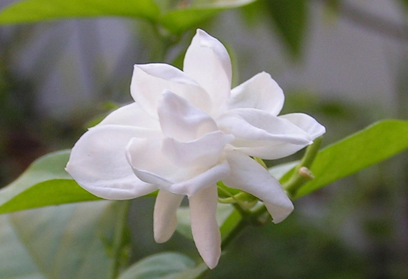 茉莉花春季如何剪枝