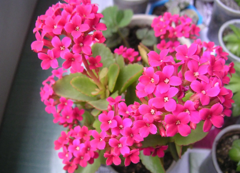 长寿花叶子烂了是怎么回事