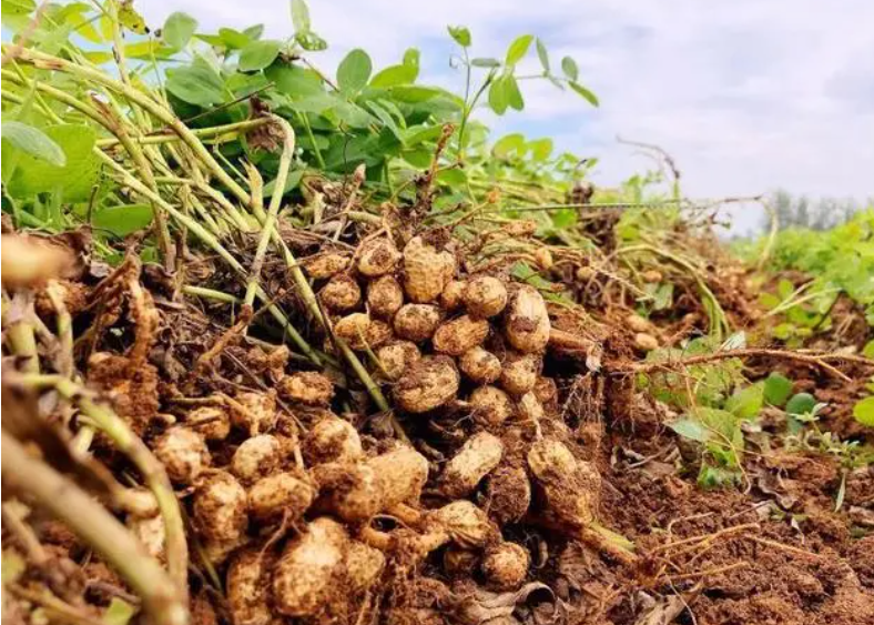 怎样种植花生才能高产