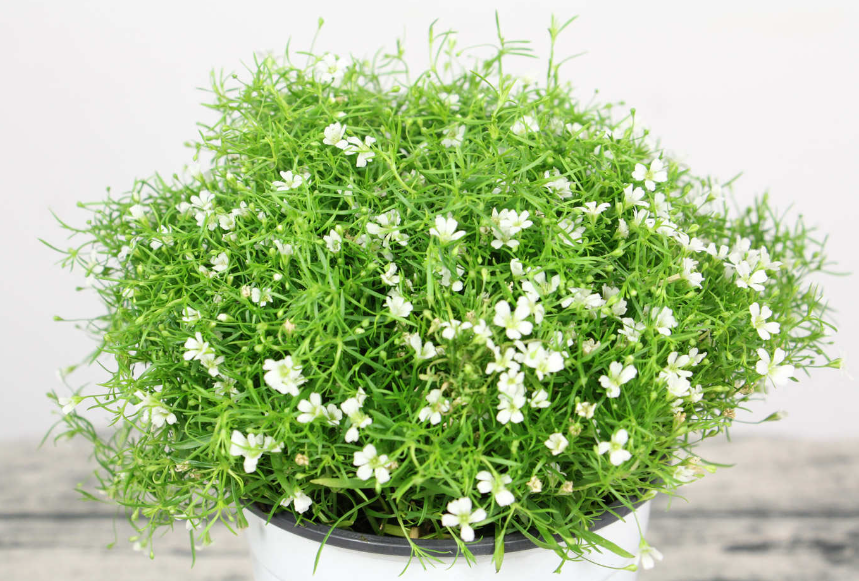 满天星花种子是什么样子