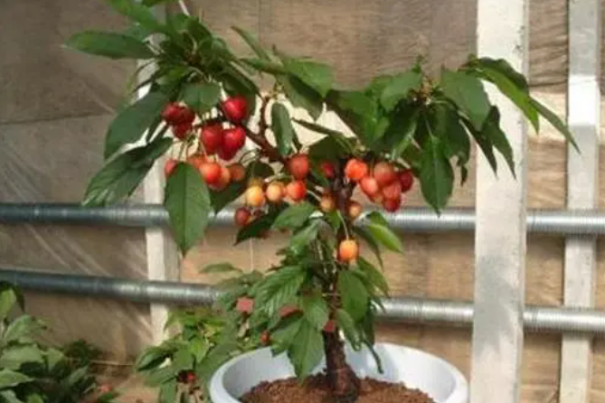 樱桃树盆栽的最佳时间