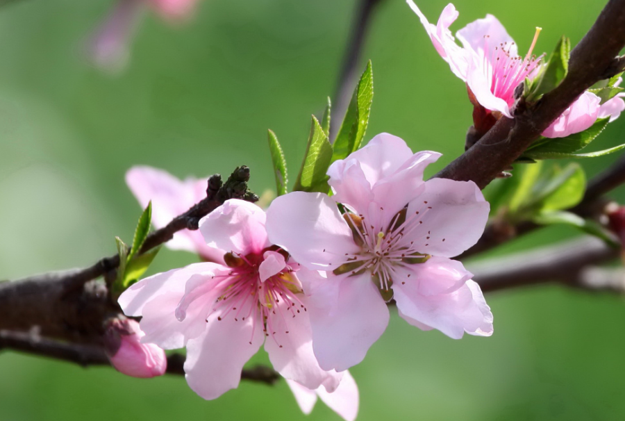 桃树种在哪里风水好