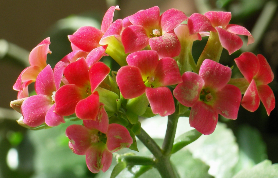 长寿花花期见太阳吗怎么养