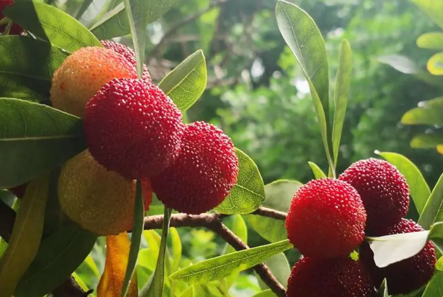 杨梅树盆栽能结果吗