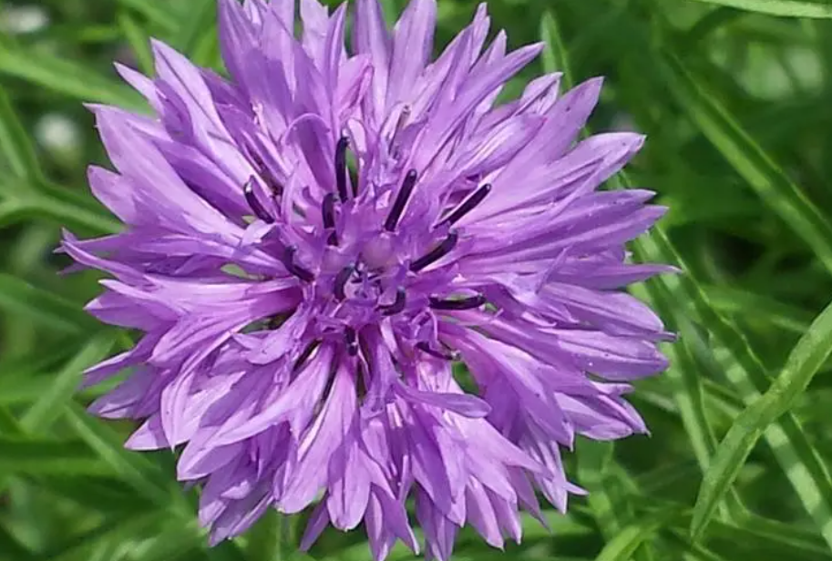 一年四季什么时候种花最好