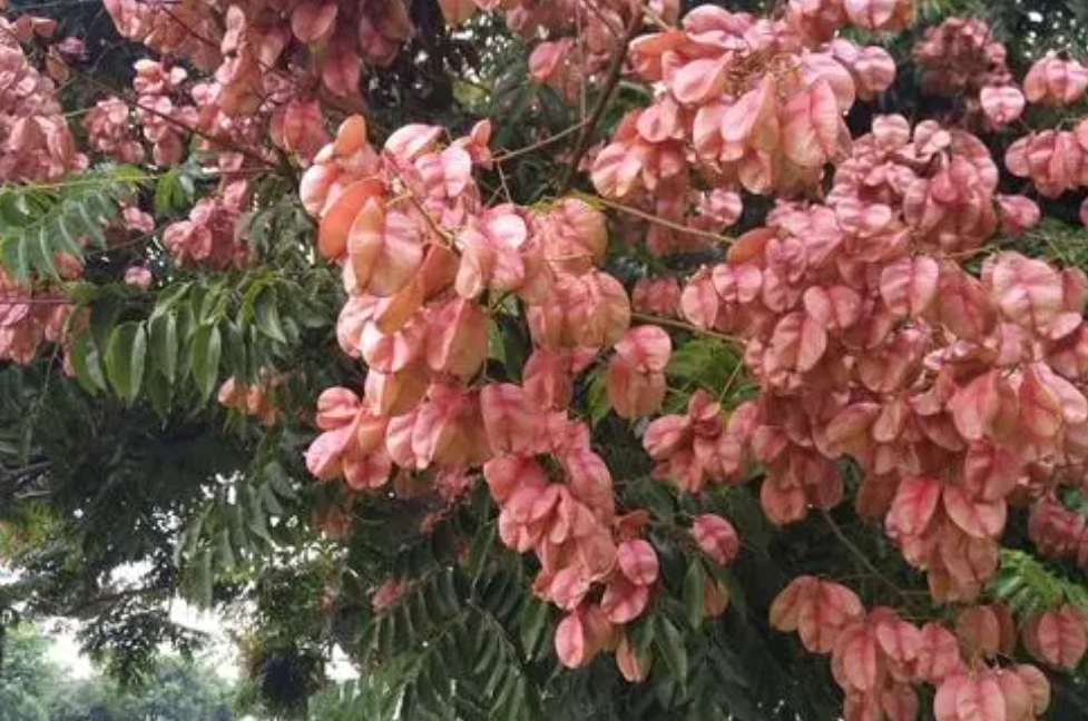 栾树先开花还是先结果