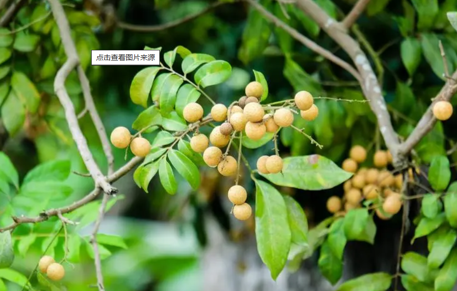 北方能种桂圆树吗