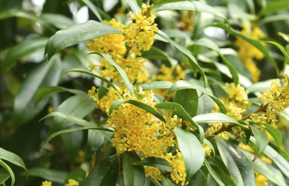 三种人坚决不能吃桂花