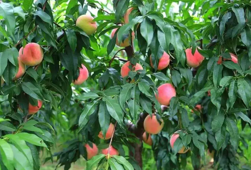 桃树冬肥什么时候施最好