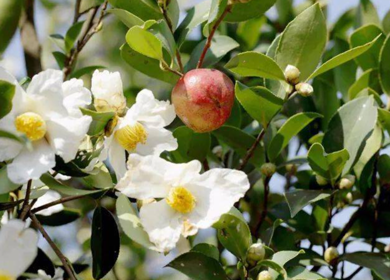 油茶树怎样才能多结果