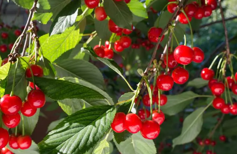 樱桃树什么时候修剪