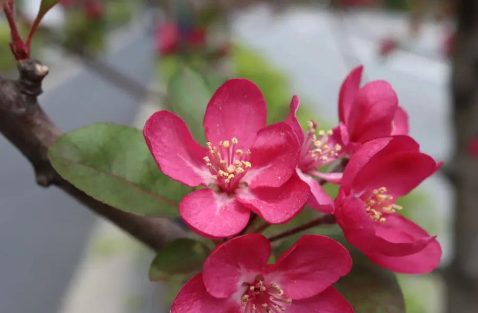 家里适合养哪种海棠花