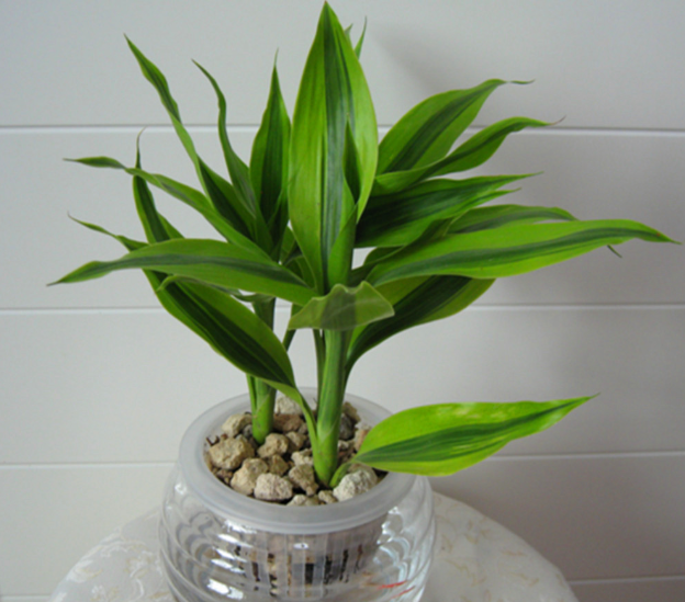 一个花瓶养10只富贵竹