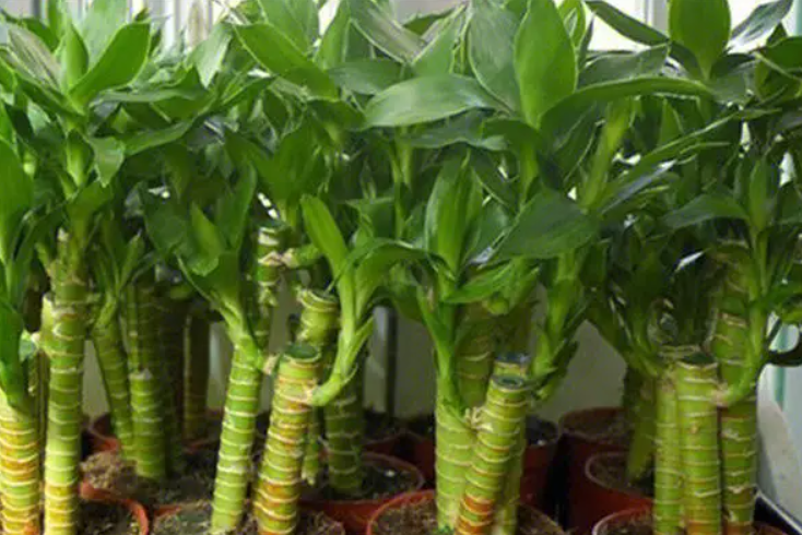 适合家养的花卉都有哪些怎么样