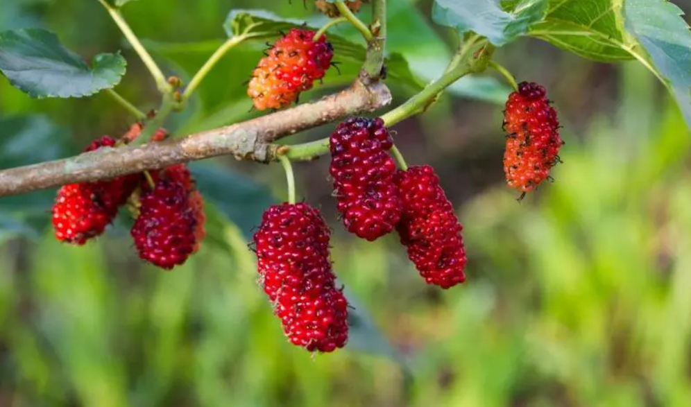 门口种桑树的风水讲究