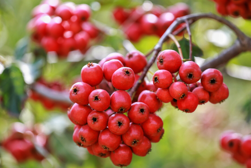 山楂树剪枝在什么季节好