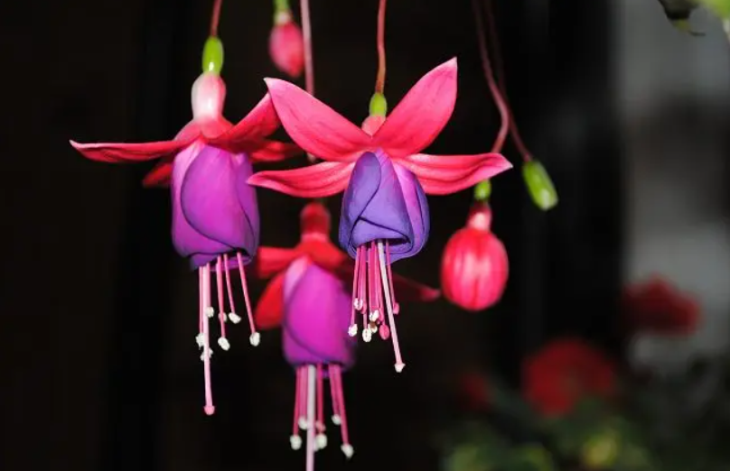 灯笼花夏天为什么会死