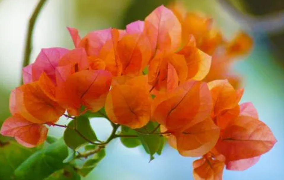 北方养三角梅选什么勤花品种