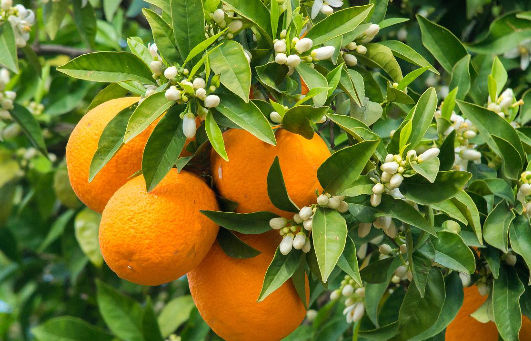 适合在重庆生长的果树有哪些